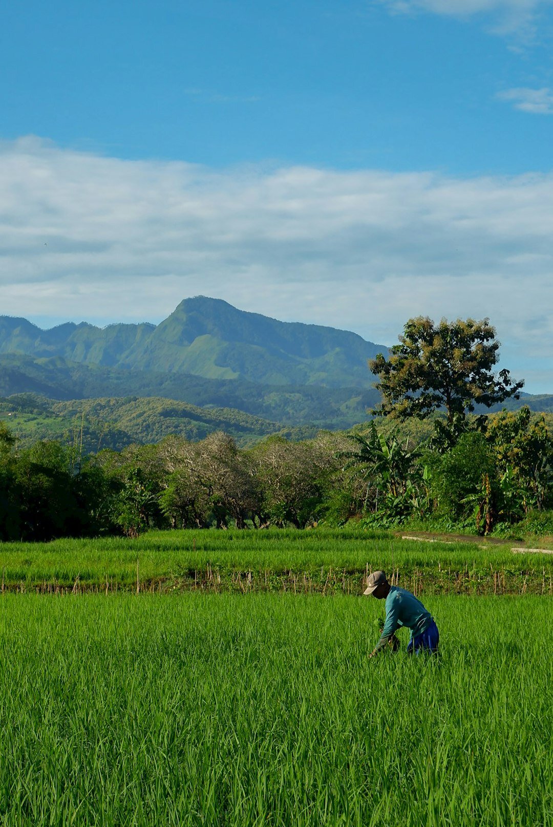 farmer in field