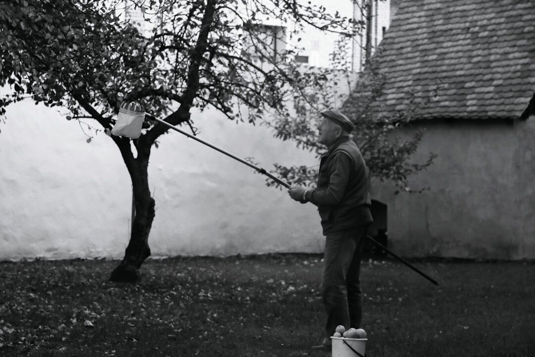 Lithuanian man pruning apple tree in orchard